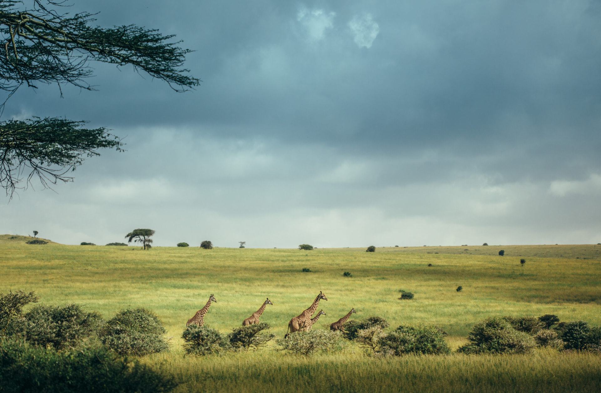 Open plains of Nairobi National Park with the city skyline beyond