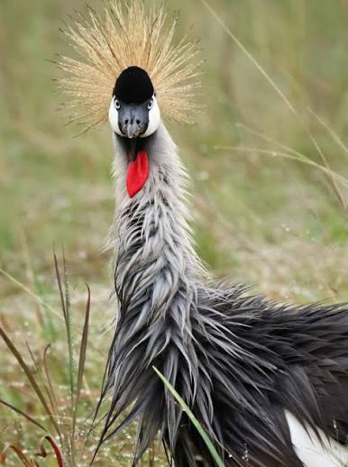 Birdlife of Nairobi National Park — Nairobi National Park, Kenya