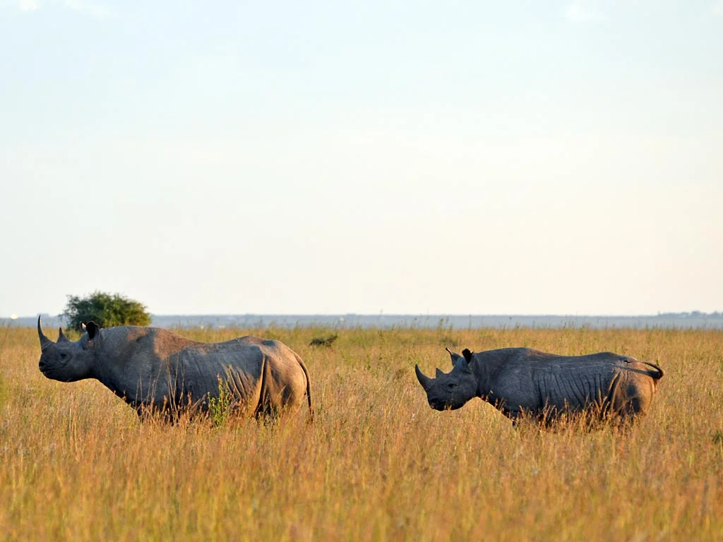 Is Nairobi National Park worth visiting? — Nairobi National Park, Kenya