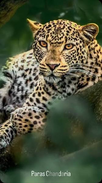 Leopard resting in a tree in Nairobi National Park