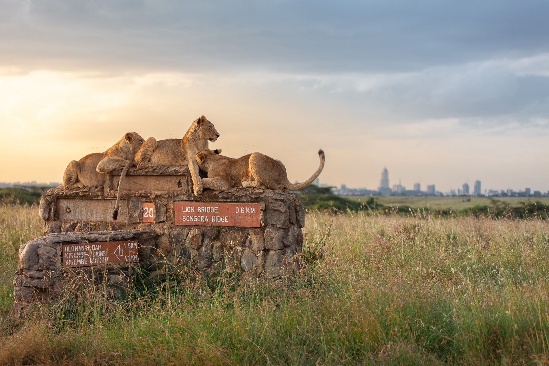 Wildlife of Nairobi National Park — Nairobi National Park, Kenya